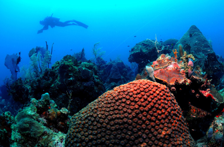 A diver writes down observations of marine species in the Dry Tortugas National Park in Florida. Satellites are helping scientists expand a virtual network to watch for increases in ocean temperatures that can damage or kill coral reefs worldwide. 